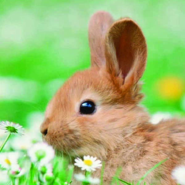 Scaredie Bunnie Blog